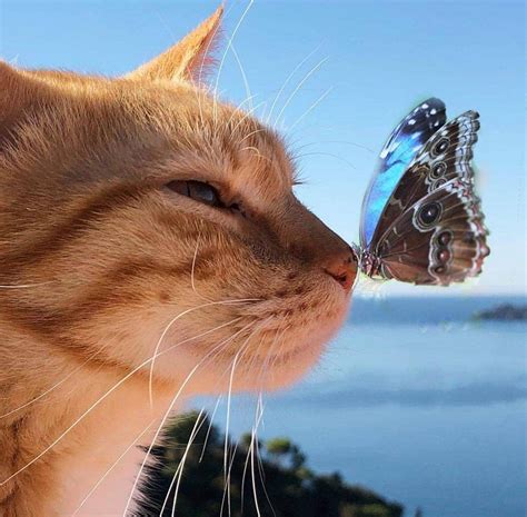 Cat And Butterfly Best Friends Rpics