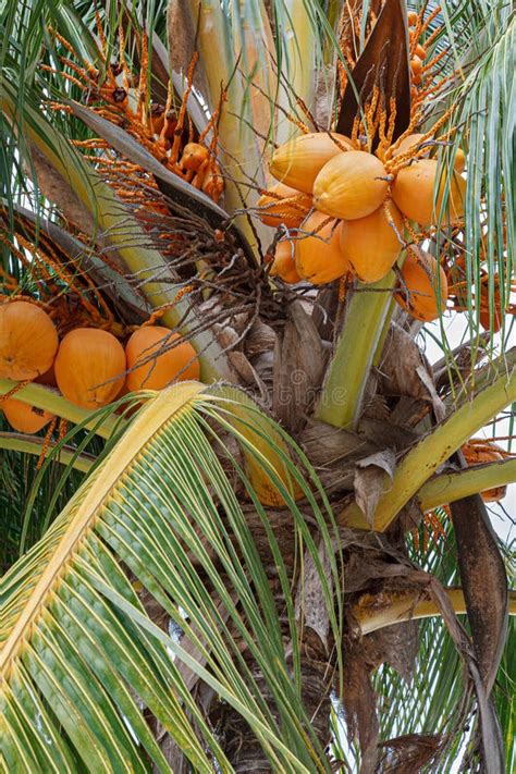 Coconut Palm Tree Cocos Nucifera With A Blue Sky Stock Image Image