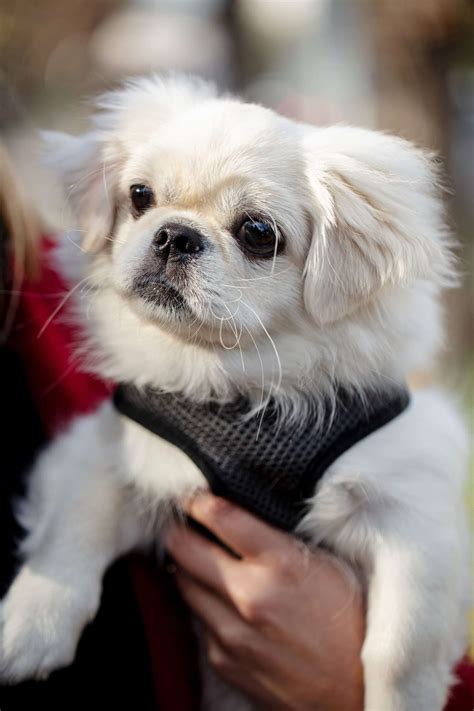Pekingese Dog Breed Information And Characteristics Daily Paws