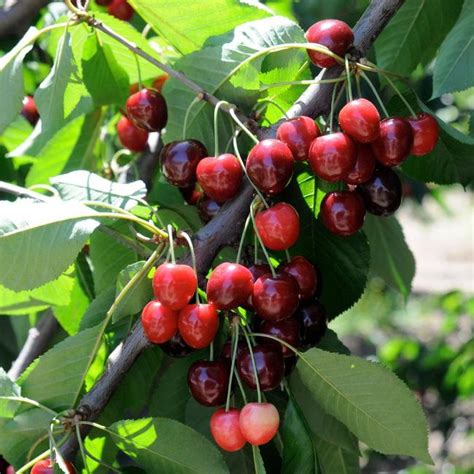 Best Cherry Trees For Maryland Besttreestogrow Com