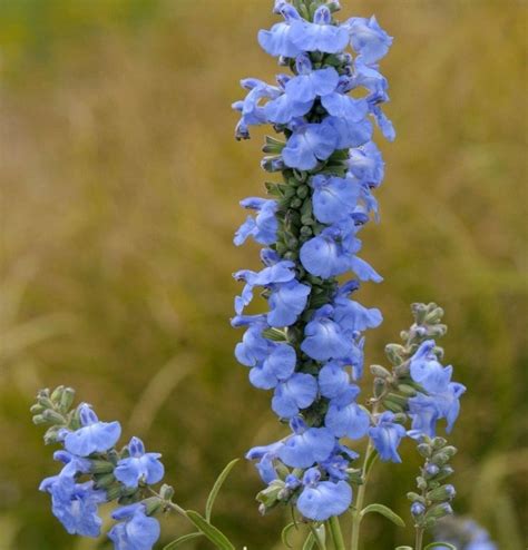 Salvia Azurea Blue Sage Eco Blossom Nursery