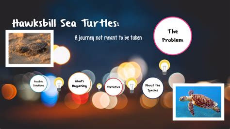Hawksbill Sea Turtles By Viki F
