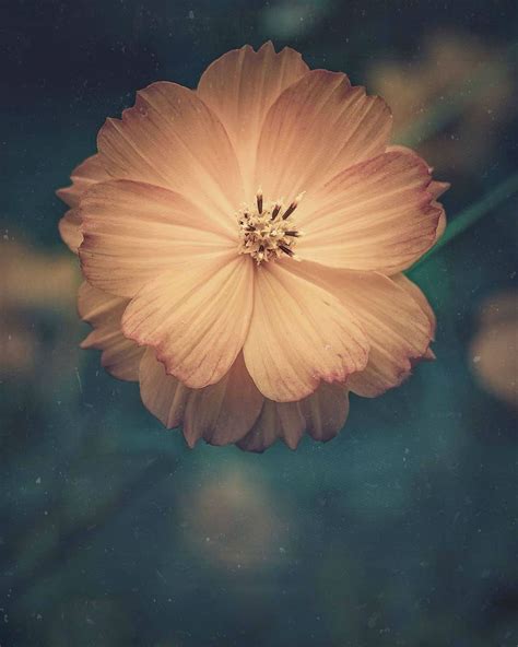 Magically Moody Flower Photography By Ana Tudur Flowers Photography