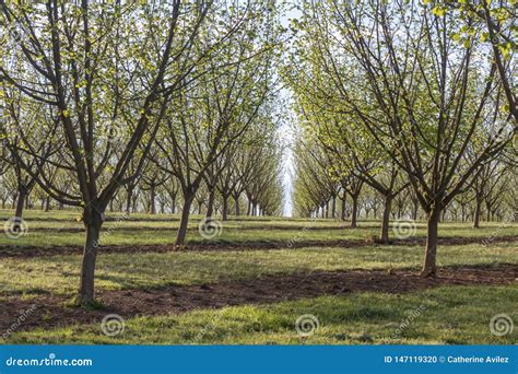 Willamette Valley Hazelnut Orchard Near Salem Oregon Stock Photo