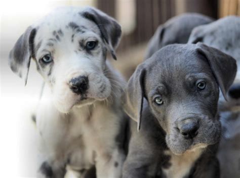 We are taking reservation for litter due may eighth please visit xxxxxxxxxx.xxx for basics and pictures when puppies are born be sure to. Great Dane Puppies Knoxville Tn | PETSIDI