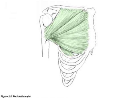 For example, the tibialis anterior is named after the part of the bone to which it is attached (the anterior portion of the tibia), and the names of the brachialis and brachioradialis muscles tell you that they are located in the arm because the word bracchium means 'arm' in latin. The chest - Drawing Human Figure - Joshua Nava Arts