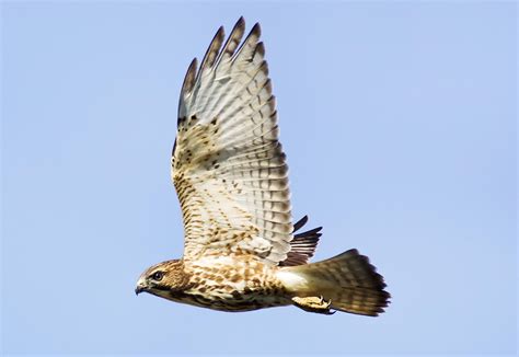 North Carolina Mountain Birds Broad Winged Hawk