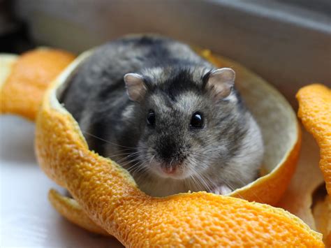 Grey Dwarf Hamster Profile Facts Traits Cute Baby Lifespan