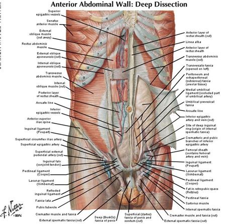 Lower Abdominal Muscles Anatomy Human Body Anatomy Human