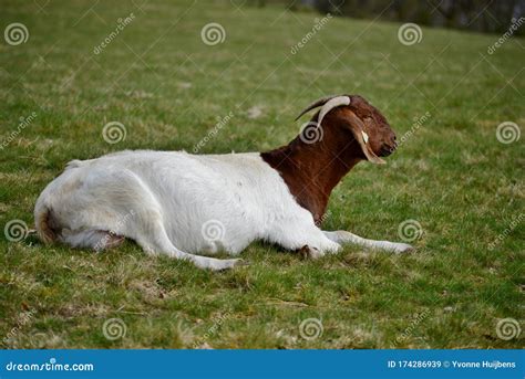 White Goat With Brown Horned Head Lying In A Meadow Stock Image Image