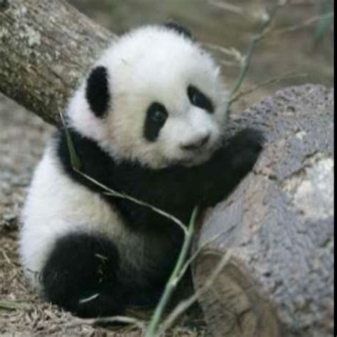Baby Panda Panda Bear Baby Panda Bears Baby Panda