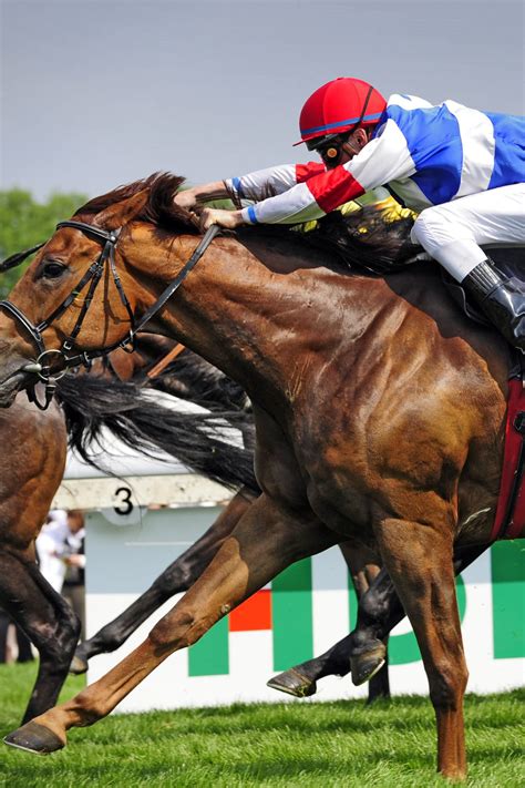 ( équitation) cheval utilisé pour une course de cheval, généralement un cheval à sang chaud : Le cheval de course