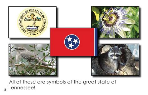 Tennessee State Symbols First Grade Book Wilbooks