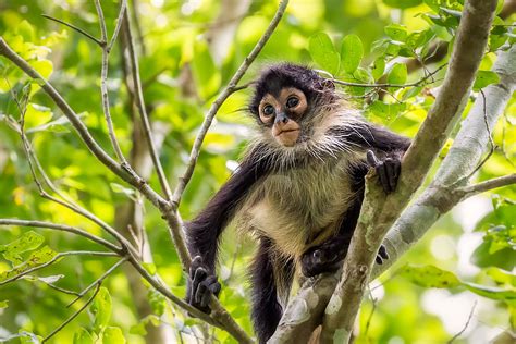 Spider Monkeys Use Collective Computing When Foraging For Food