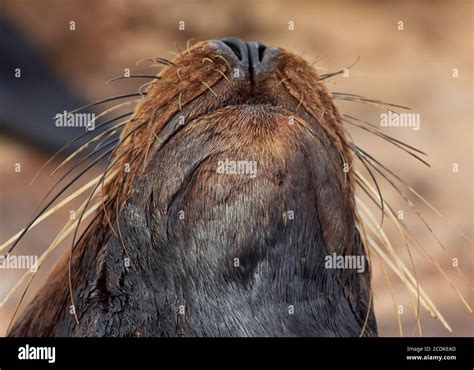 Sea Lion Mouth And Nose Stock Photo Alamy