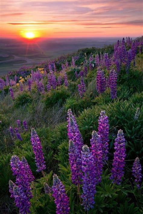 Beautiful Purple On Hillside Awesome Scenery And Photos Beautiful