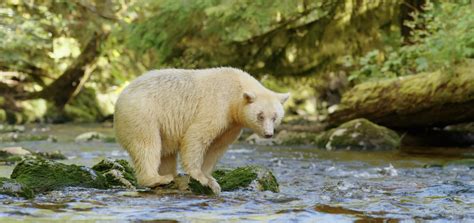 The Rare Elusive Spirit Bears Of British Columbia Npr Illinois