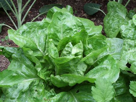Good Lettuce Gone Bad Bolting And Flowering — Veggie