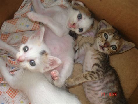 My Adorable Kittens Thriftyfun