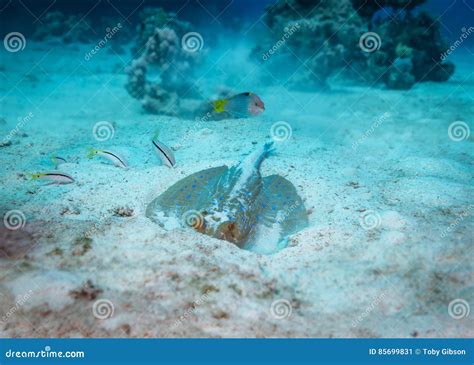 Stingray Underwater Behaviour Stock Image Image Of Parupeneus