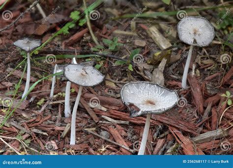 Wild Mushrooms On A Michigan Forest Floor Stock Image Image Of Wild