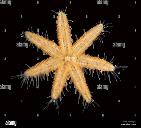 Seven Armed Starfish Luidia Ciliaris Stock Photo Alamy