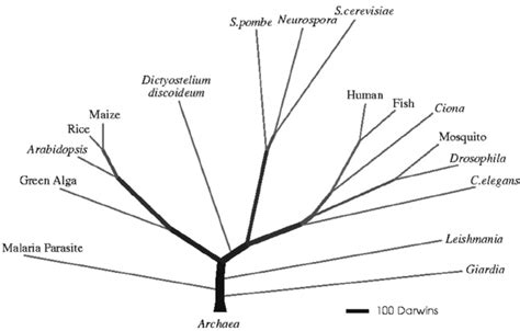 Phylogenetic Tree Of Eukaryotes This Tree Was Built Using 5279