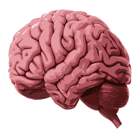 Human Brainvector Pink Human Brain Drawing Illustration Stock Image