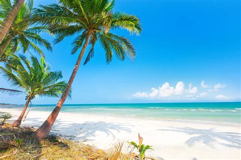 Hd Wallpaper Palm Tree Sand Sea Beach The Sun Palm Trees Shore