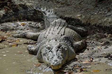 Crocodile Species In India Why Gharial Is Not A Crocodile