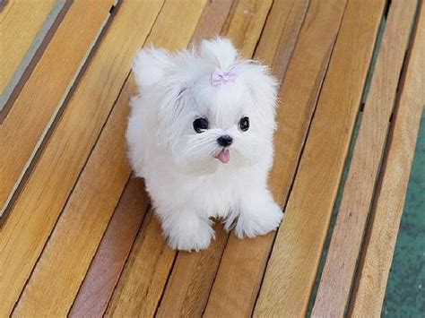 Mini Maltese Puppy For Sale Zoe Fans Blog Maltese Puppies For Sale