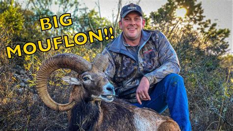 Huge Mouflon Youtube