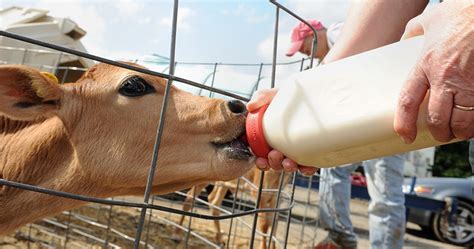 what happens when a calf is born drink