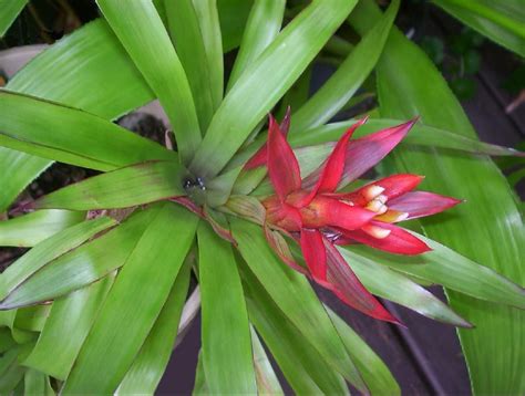 Over a year ago problem with this answer? Guzmania lingulata var. minor (red) | Bromeliads, Red, Minor