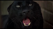 Review: Cat People BD + Screen Caps - Movieman's Guide to the Movies