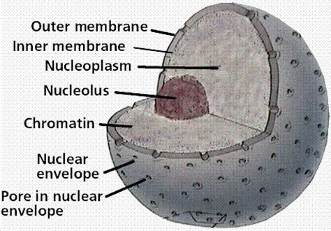 Animal cell culture is one of the important tool of biotechnology as it has not only been used for the isolation and propagation of different viruses but recently it is being used for several advance studies in biotechnology, such as, the expression of different cloned genes, regulation of gene function. Why is the nucleus the most important organelle in a cell ...