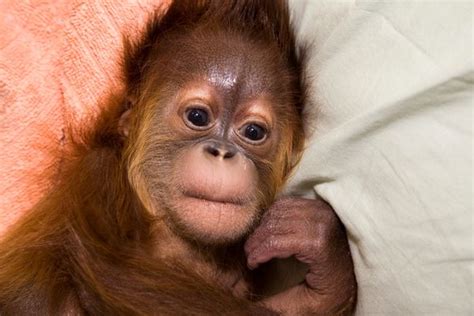 Baby Animal Names Zooborns