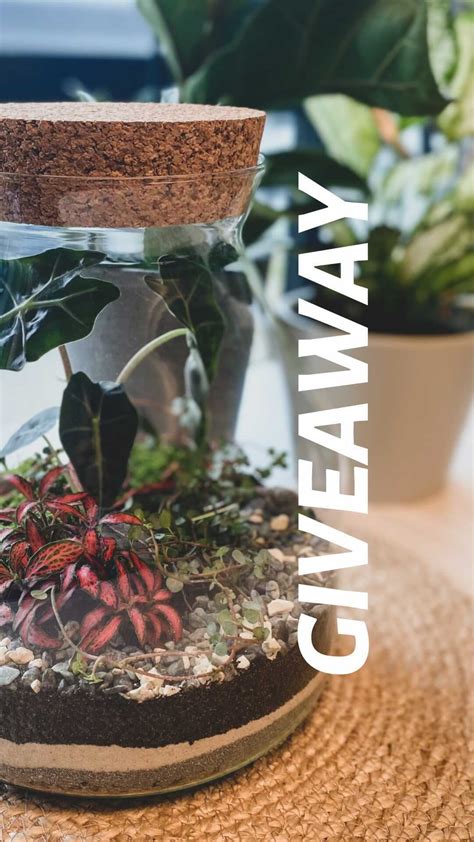 Tinygardench On Instagram 🎁 Concours Giveaway ⬇️ Nous Avons Passé
