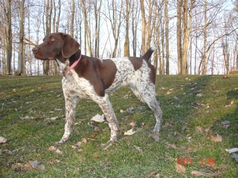 German Shorthaired Pointer Colors Black Roan