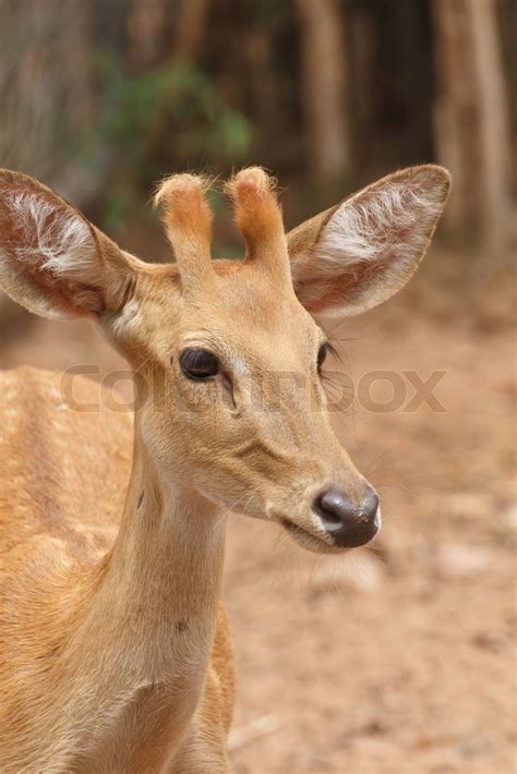 Deer Head Shot Stock Image Colourbox