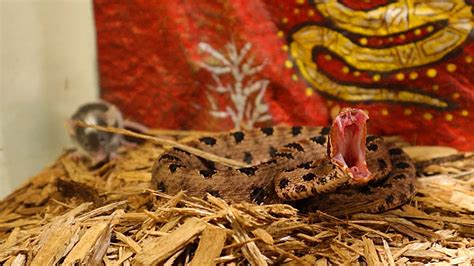 Live Feeding Venomous Rattlesnake Eats Mouse Alive Youtube