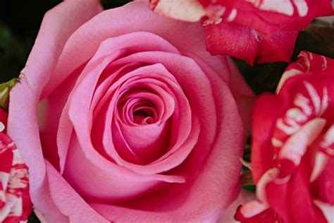 Gambar Bunga Ros Paling Cantik Putihkan Muka