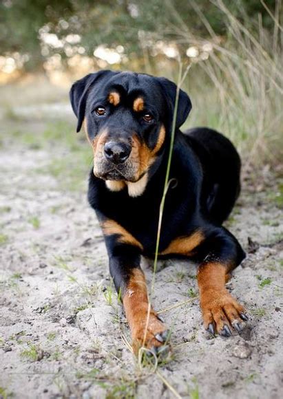 Rottweiler Lab Mix Rottador Dog Facts Black Labrador Dog