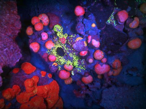 Fluorescent Corals Water T Life Under The Sea Saltwater Aquarium
