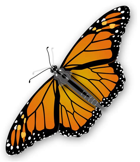 Public Domain Clip Art Image Monarch Butterfly Id