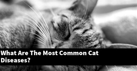 What Are The Most Common Cat Diseases Explained