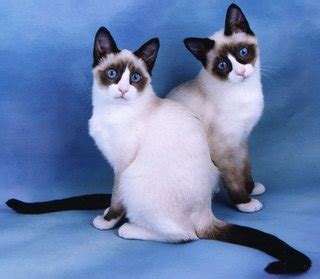 Alfa pets kucing untuk dijual selangor malaysia via alfapets2u.blogspot.com. RUSLEE CATS: KUCING UNTUK DIJUAL