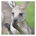 Cute joey kangaroo Tile | Joey kangaroo, Kangaroo, Cute