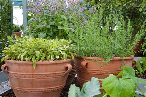 Clay Pot Herb Garden Plant And Flower Stock Photography