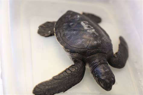 Help Name Maui Ocean Centers Baby Sea Turtles Maui Now